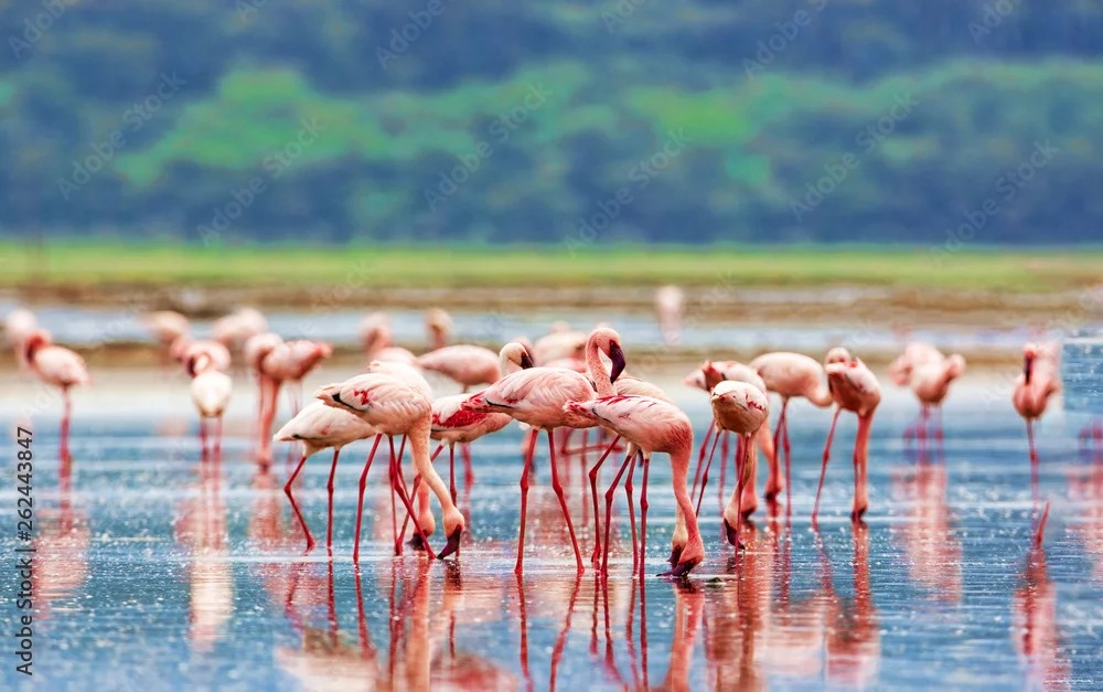 Flamingo attraction at Lake Nakuru National Park