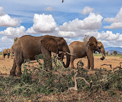 3 (THREE) DAYS SAFARI TSAVO EAST/AMBOSELI