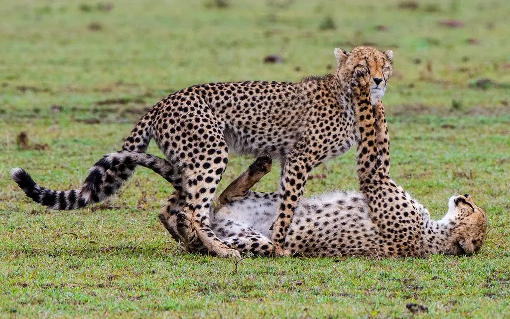 7-Day Kenya Safari & Beach Holiday