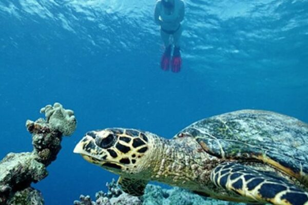 Snorkeling & Mida Creek Tour Only