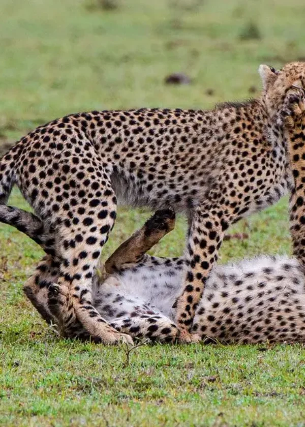 7-Day Kenya Safari & Beach Holiday