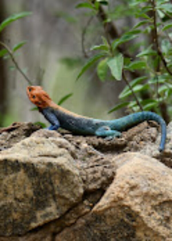 4  (FOUR) DAYS SAFARI TSAVO WEST, AMBOSELI, TSAVO EAST.